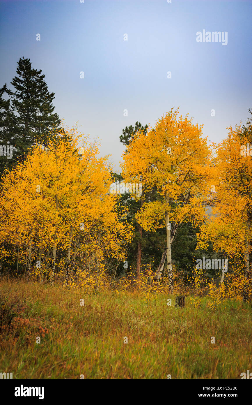 Stand of brilliant yellow and gold aspen trees changing colors amidst pine trees on a misty fall morning in the Rocky Mountains Stock Photo