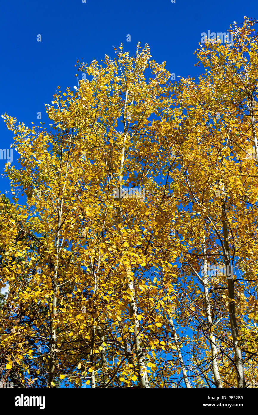 Golden yellow aspen trees changing in the fall against a brilliant blue sky Stock Photo