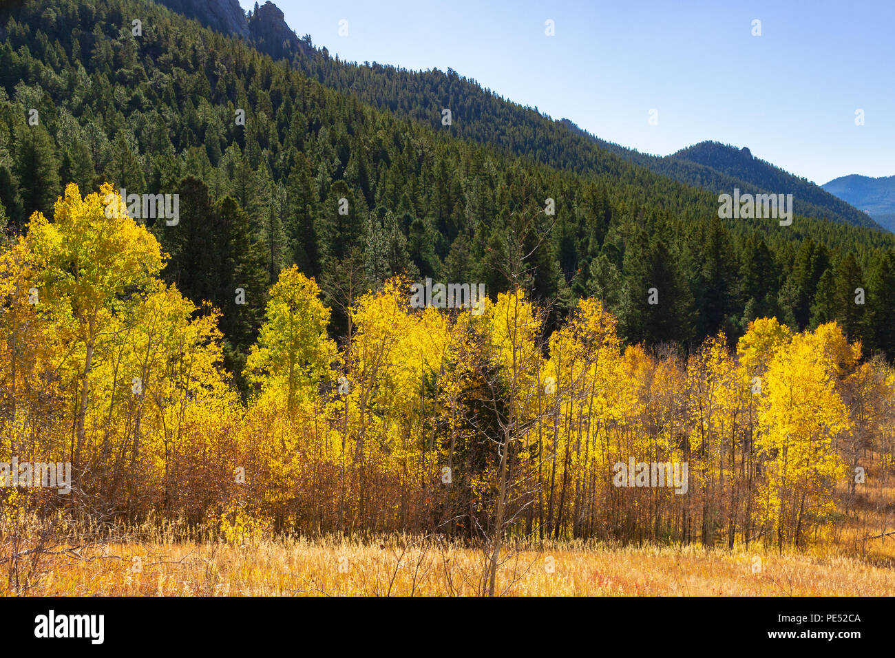 Aspens changing to yellow in the fall in the Rocky Mountains Stock Photo