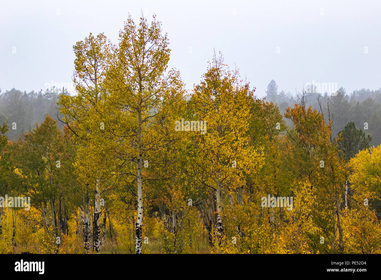 Brilliant golden aspen trees on a cold, misty Rocky Mountain morning Stock Photo