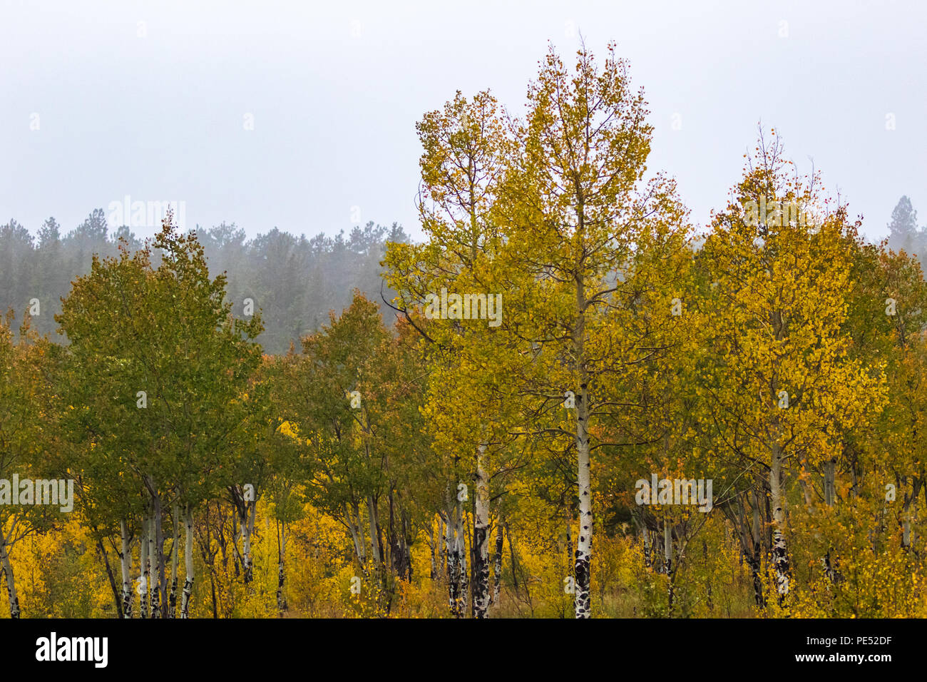 Brilliant golden aspen trees on an early, misty, fall Rocky Mountain morning Stock Photo