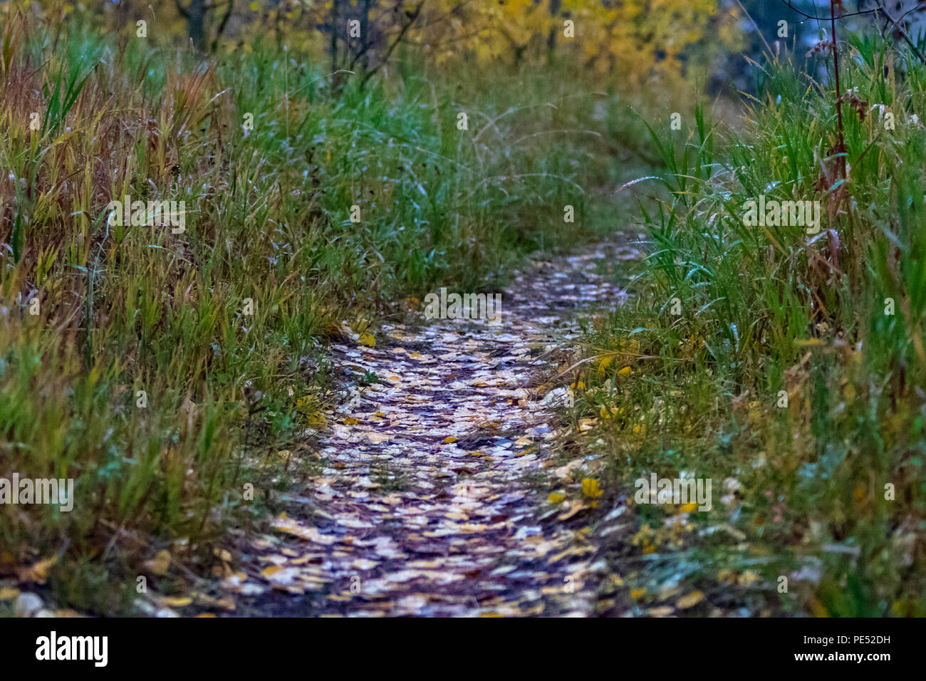 A path littered with fallen yellow aspen leaves on a cold misty morning in the Rocky Mountains Stock Photo
