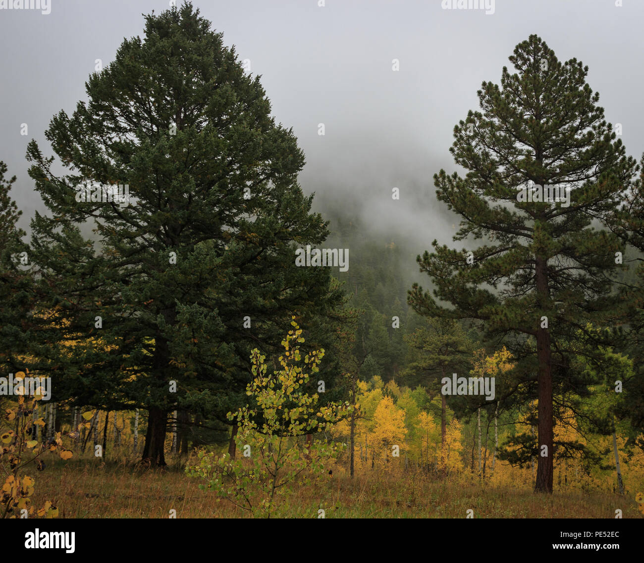 Foggy, fall day with aspen trees changing color amidst pine trees in the Rocky Mountains Stock Photo