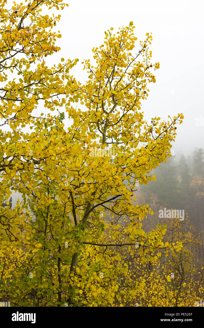 Brilliant yellow aspen trees on a cool, foggy Rocky Mountain morning Stock Photo