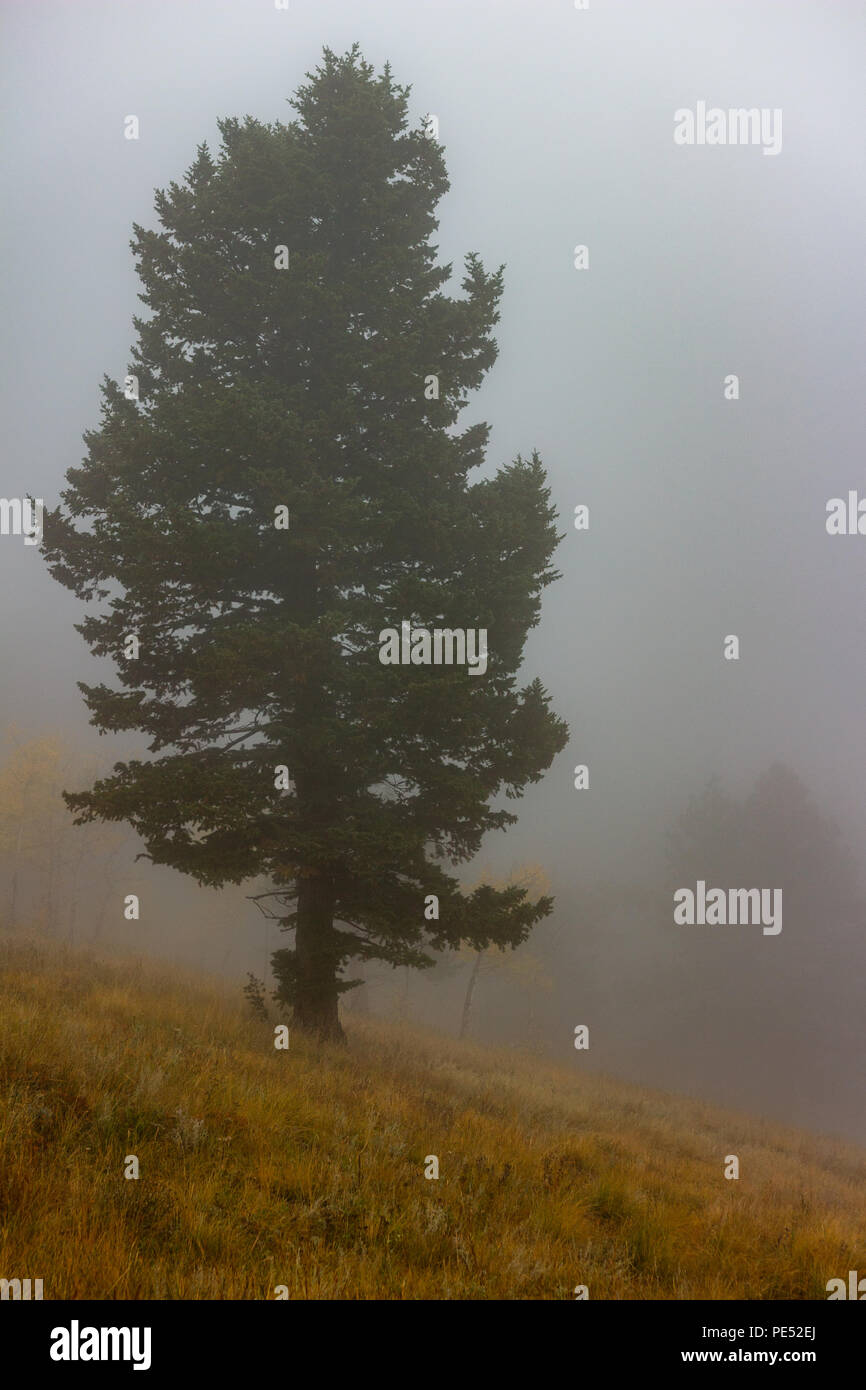 Pine tree on left shrouded by mist on a cold Rocky Mountain fall morning with specters of aspens changing color in the background. Stock Photo