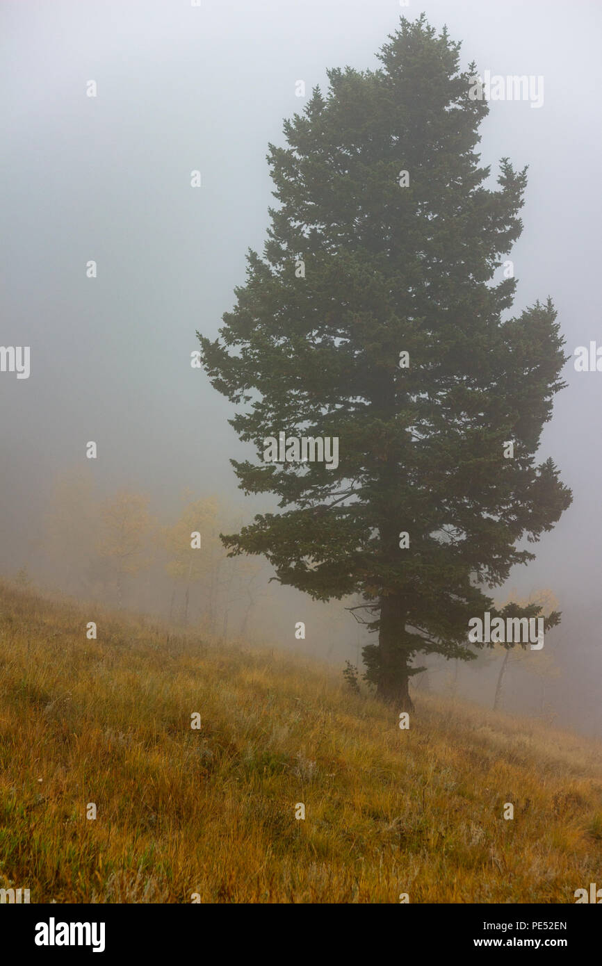 Pine tree on right shrouded by mist on a cold Rocky Mountain fall morning with specters of aspens changing color in the background. Stock Photo