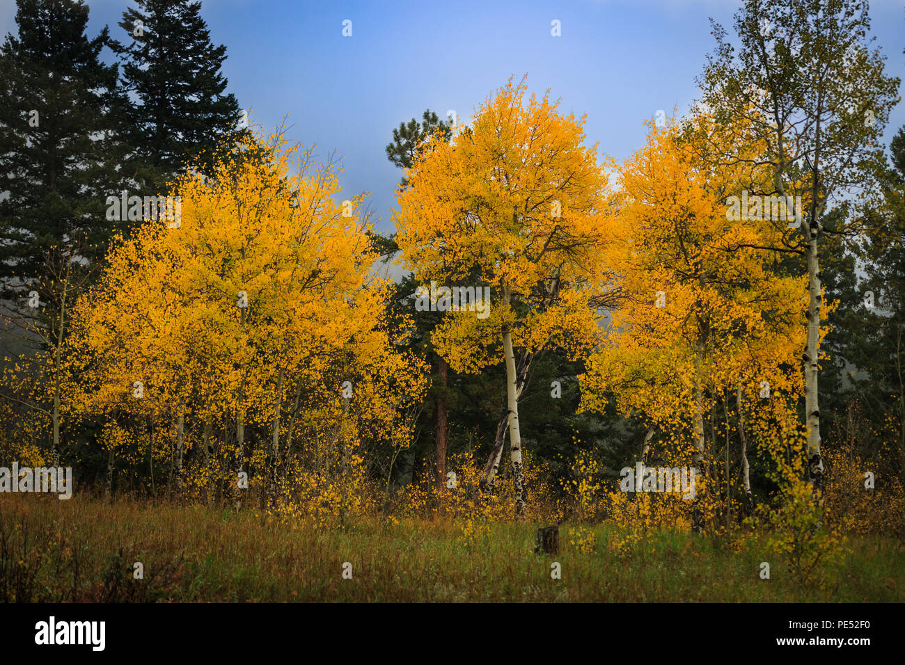 Stand of brilliant yellow aspen trees changing colors amidst pine trees on a misty fall morning in the Rocky Mountains Stock Photo