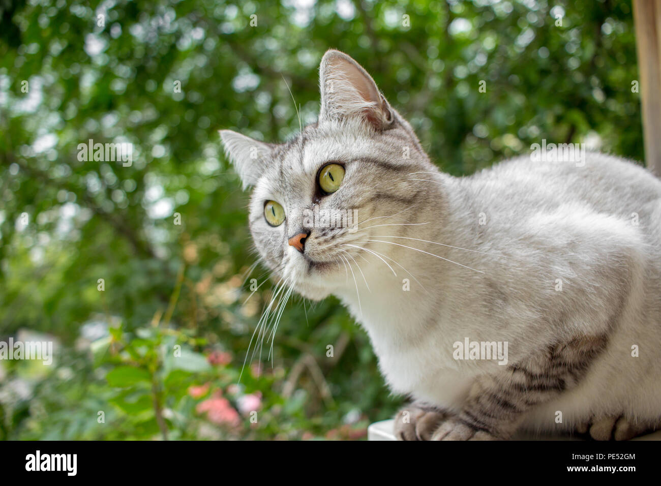 Gray british haircut cat in the green garden Stock Photo Alamy