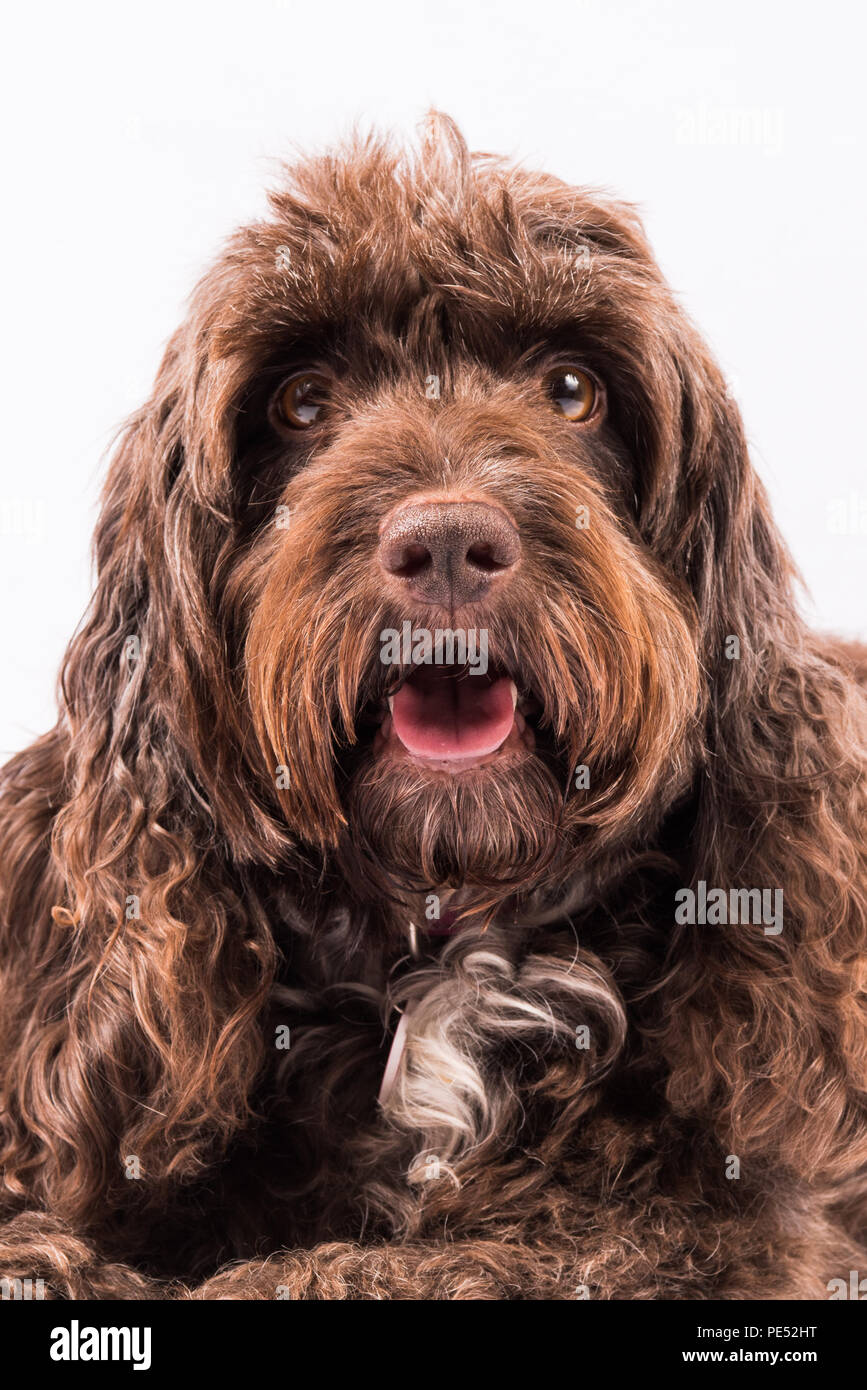 Cockerpoo dog hi-res stock photography and images - Alamy