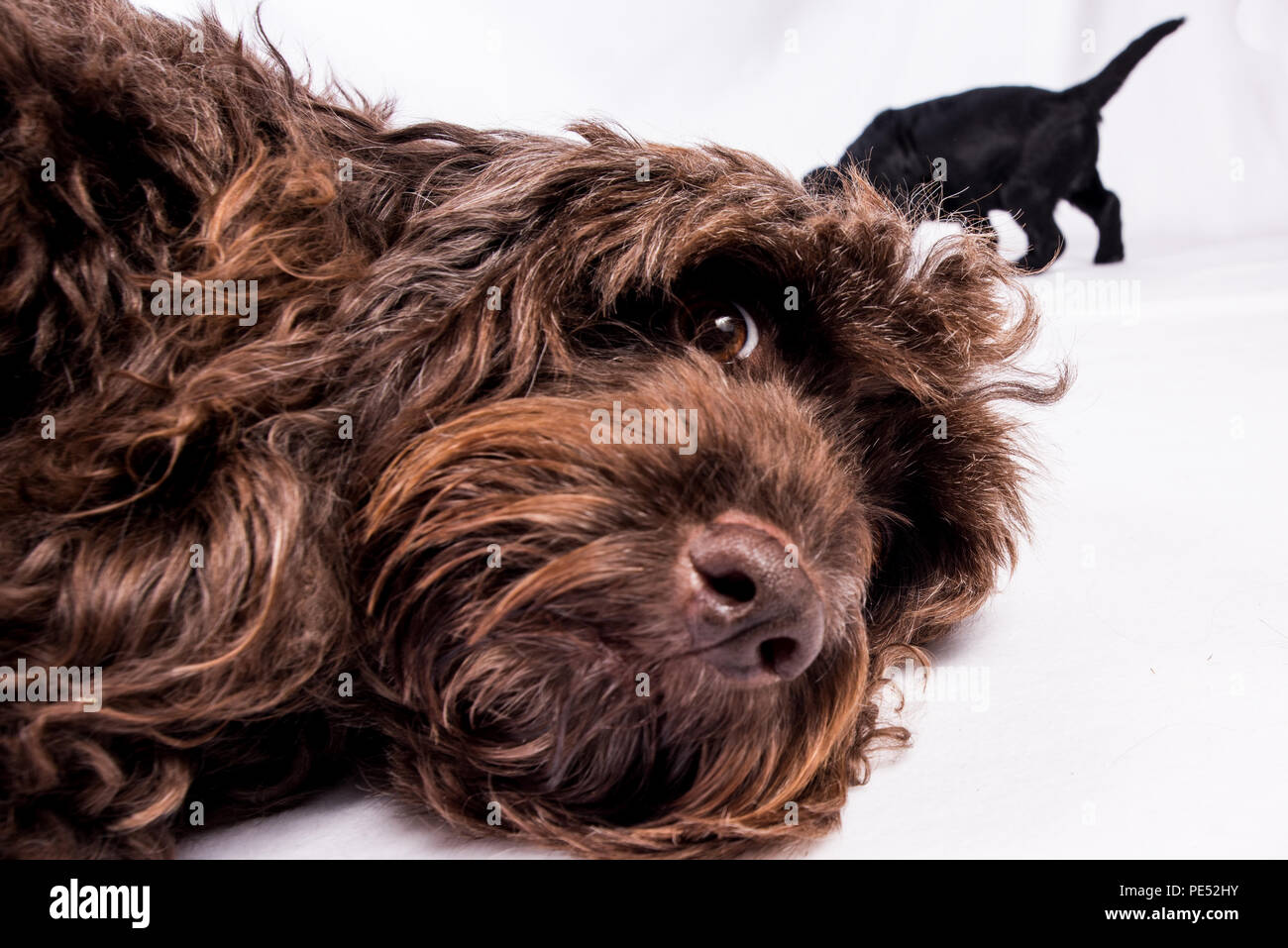 Cockerpoo High Resolution Stock Photography and Images - Alamy