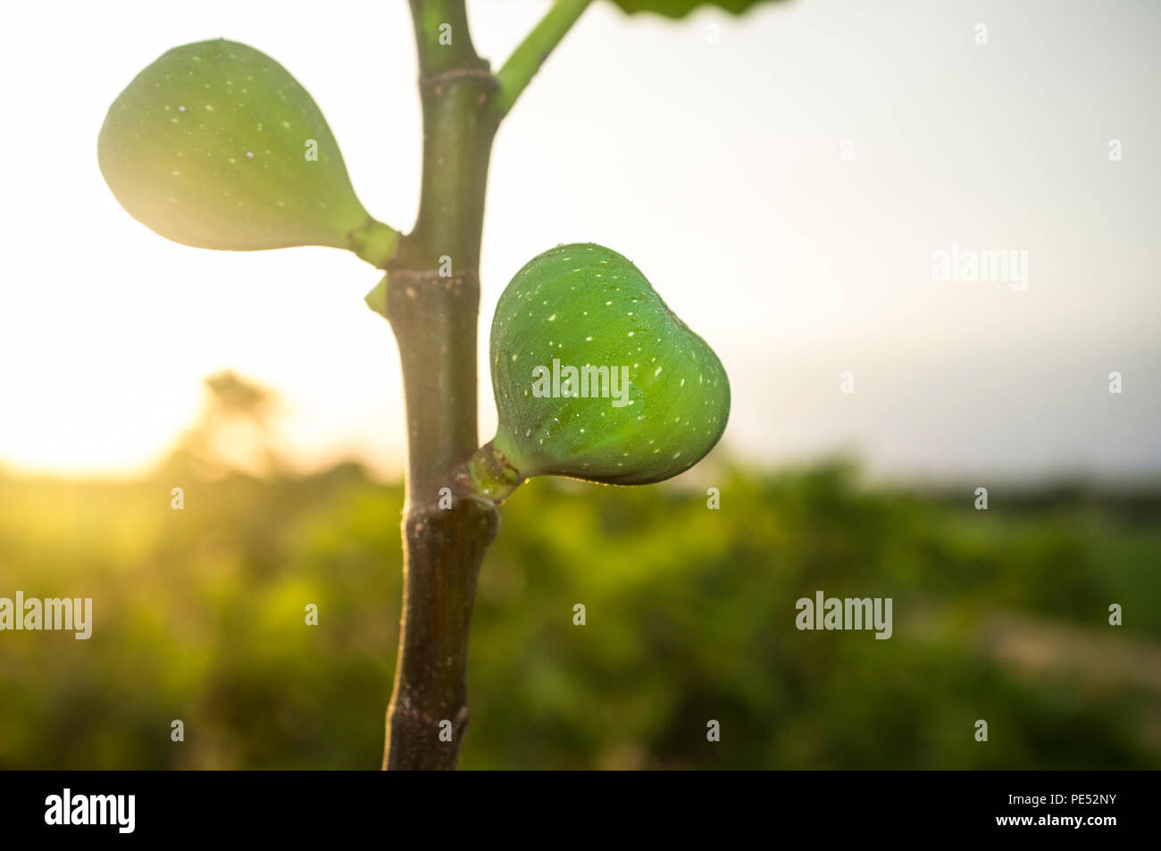 Deliclious little green fig fruits on tree. Closeup Stock Photo