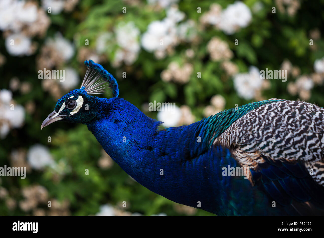 Peacock with outstretched neck against backdrop of green and white flora Stock Photo