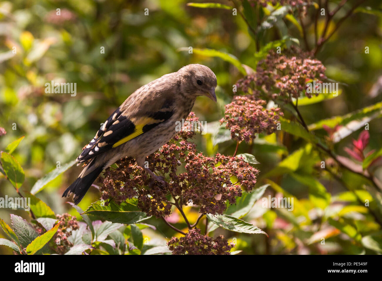 Juvenile Goldfinch. The red facial markings do not appear until adulthood. Stock Photo