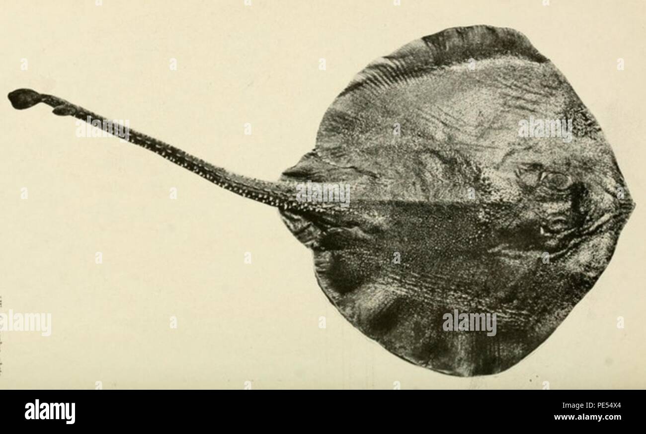 Arhynchobatis asperrimus. Stock Photo