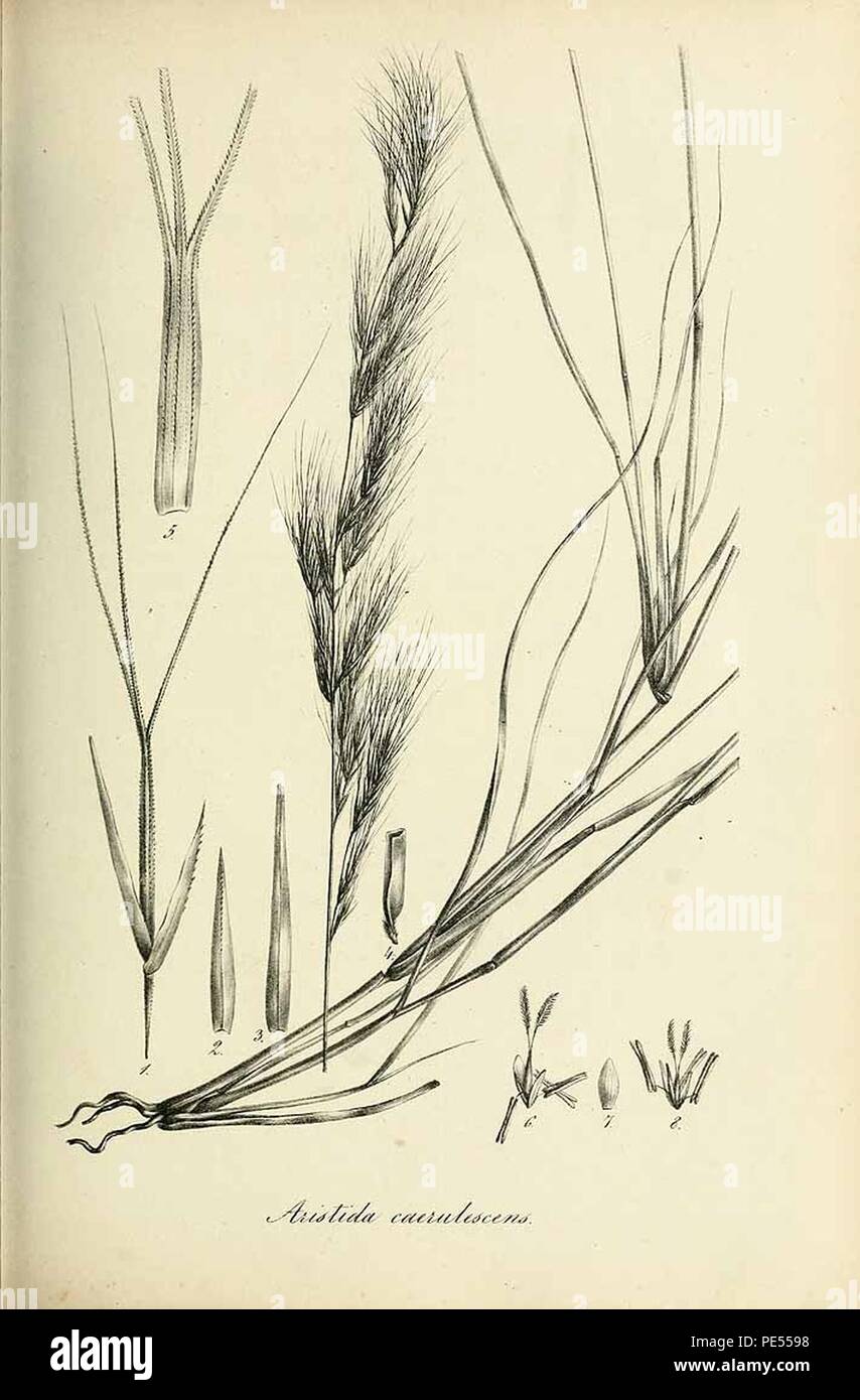 Aristida caerulescens - Species graminum - Volume 3. Stock Photo