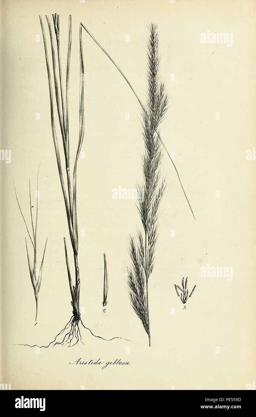 Aristida gibbosa - Species graminum - Volume 3. Stock Photo