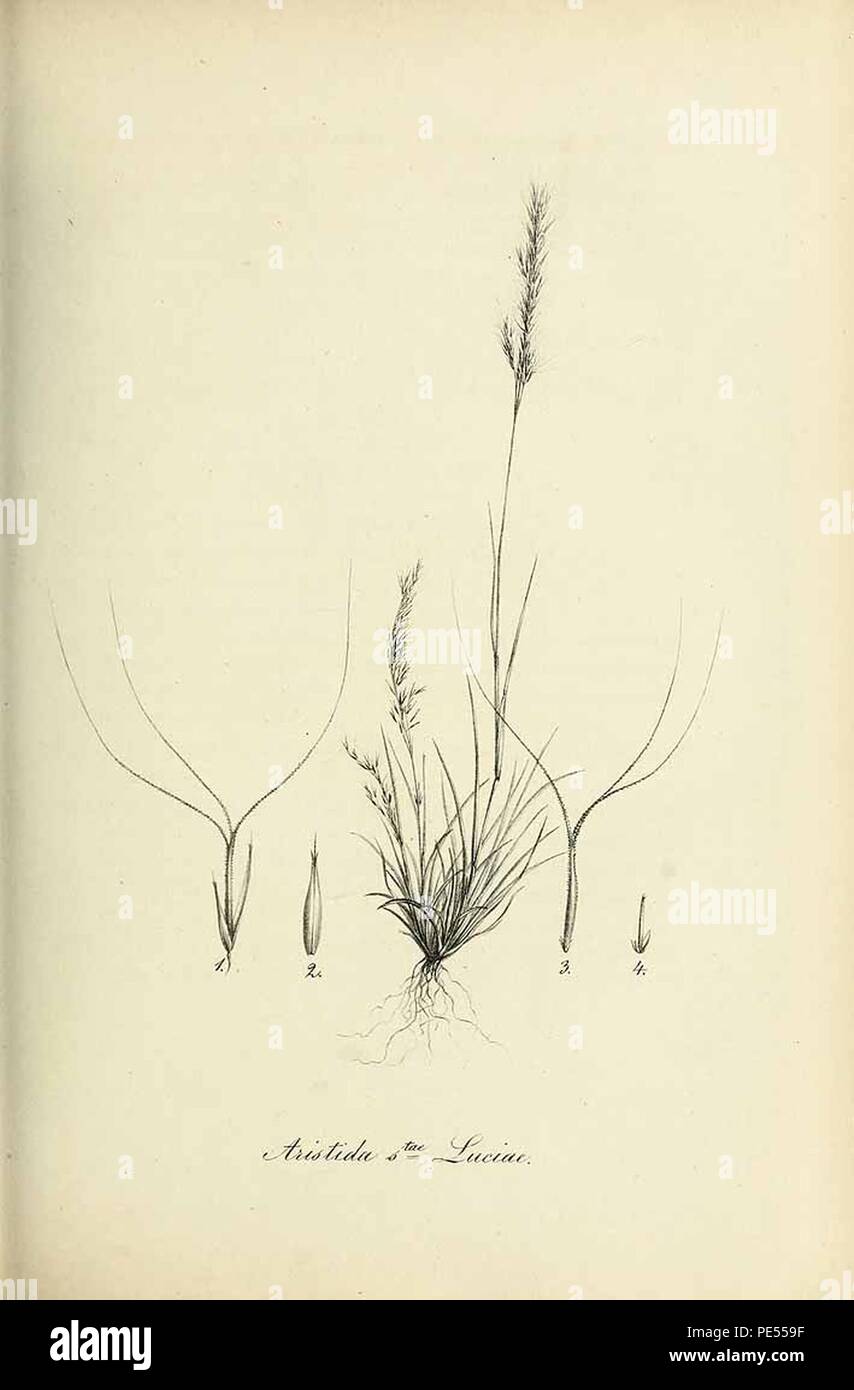 Aristida sanctae-luciae - Species graminum - Volume 3. Stock Photo