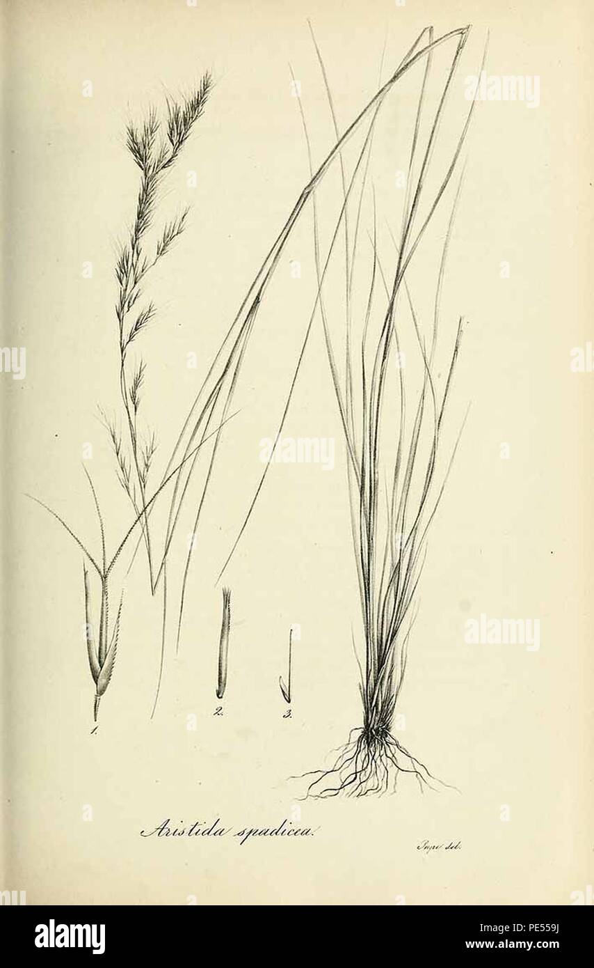 Aristida spadicea - Species graminum - Volume 3. Stock Photo