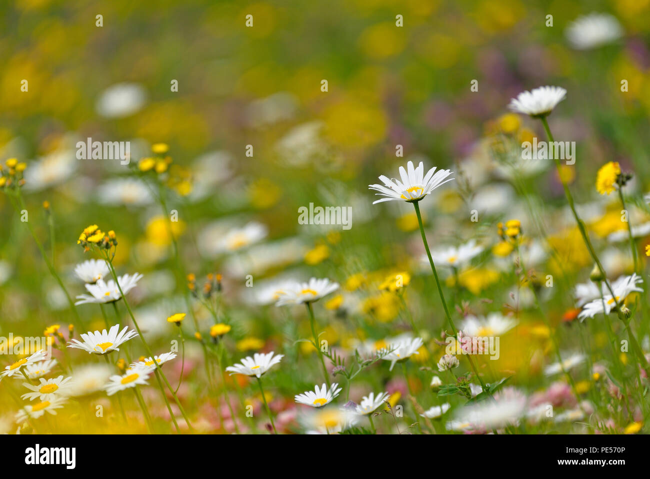 Roadside daisies and yellow hawkweed, Greater Sudbury, Ontario, Canada Stock Photo