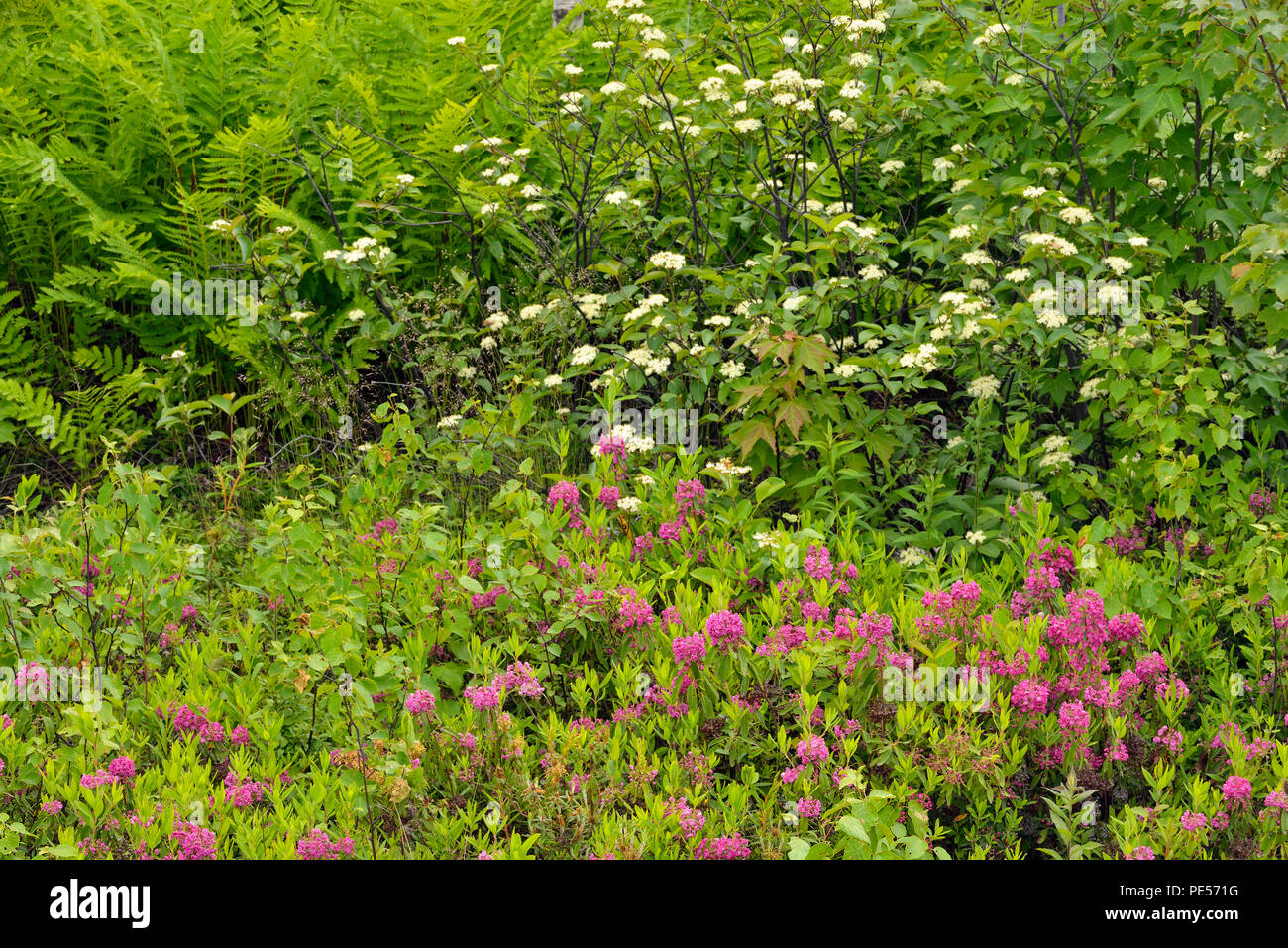 Flowering, Sheep laurel (Kalmia angustifolia) and pincherry (Prunus pennsylvanica), Greater Sudbury, Ontario, Canada Stock Photo