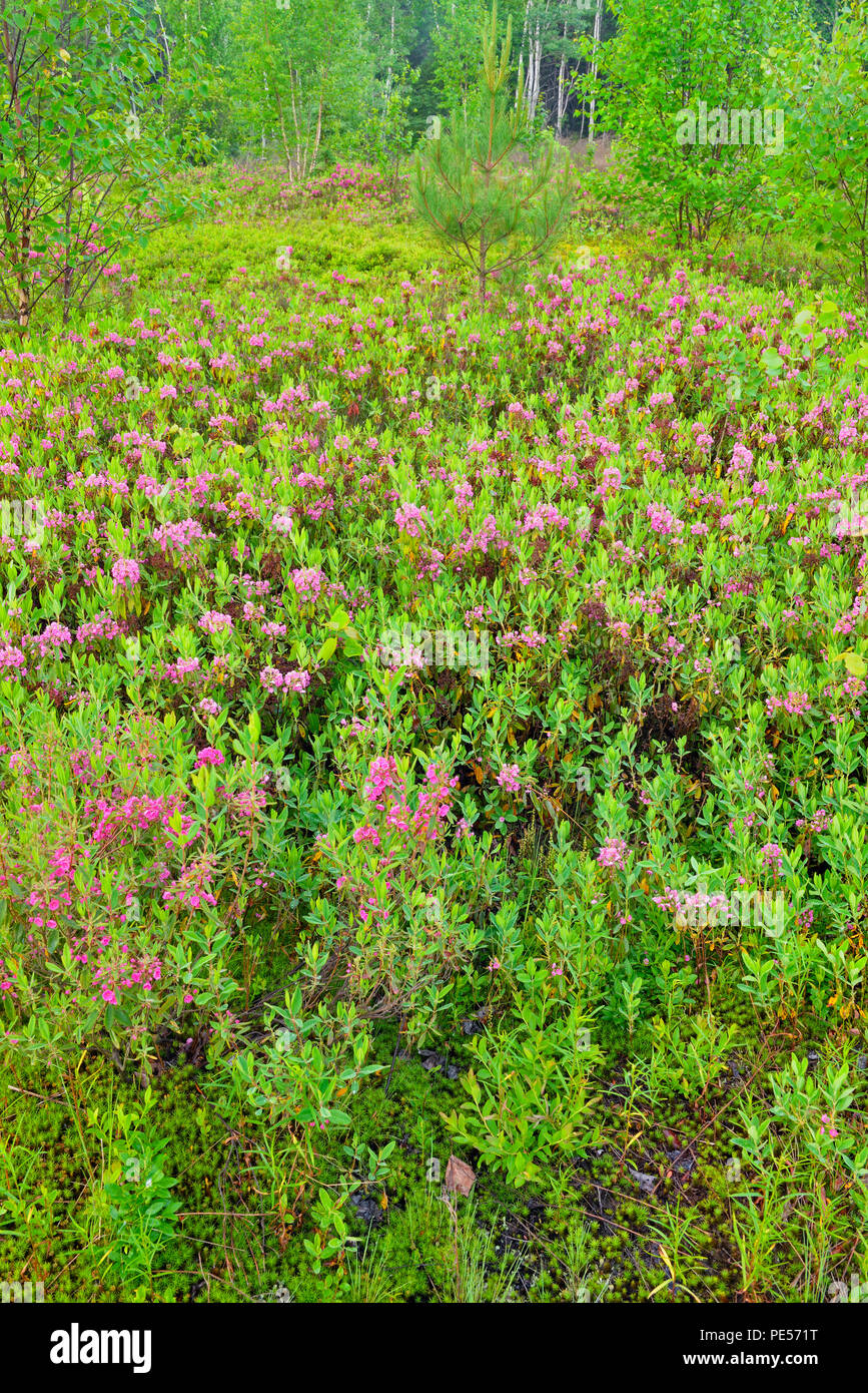 Flowering, Sheep laurel (Kalmia angustifolia), Greater Sudbury, Ontario, Canada Stock Photo