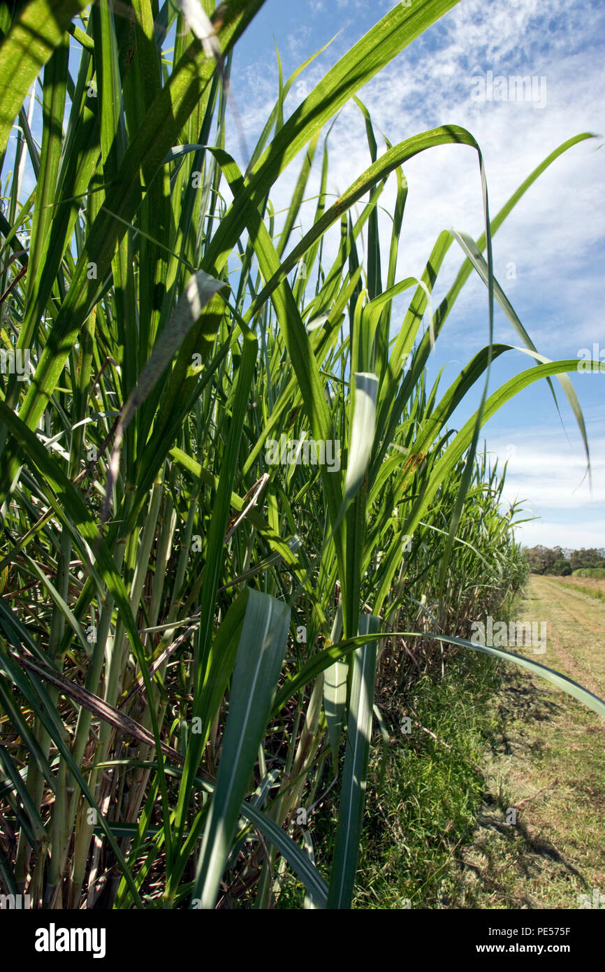 Sugarcane grows on a plantation in the tropical region surrounding