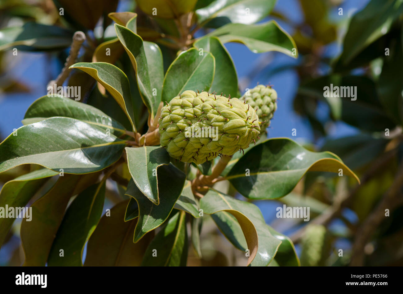 Fruit, seed pods of a Magnolia grandiflora tree, southern magnolia or bull bay,Andalusia, Spain. Stock Photo