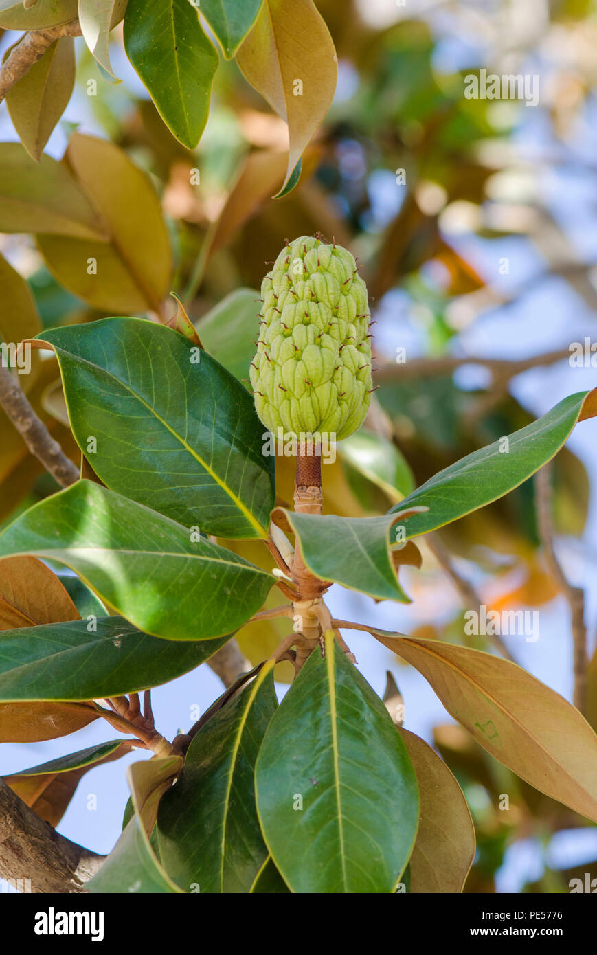 Fruit, seed pods of a Magnolia grandiflora tree, southern magnolia or bull bay,Andalusia, Spain. Stock Photo