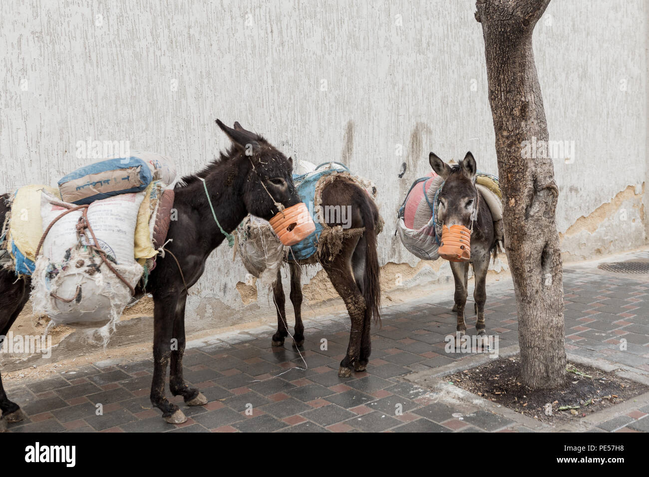 Fez, Morocco Stock Photo