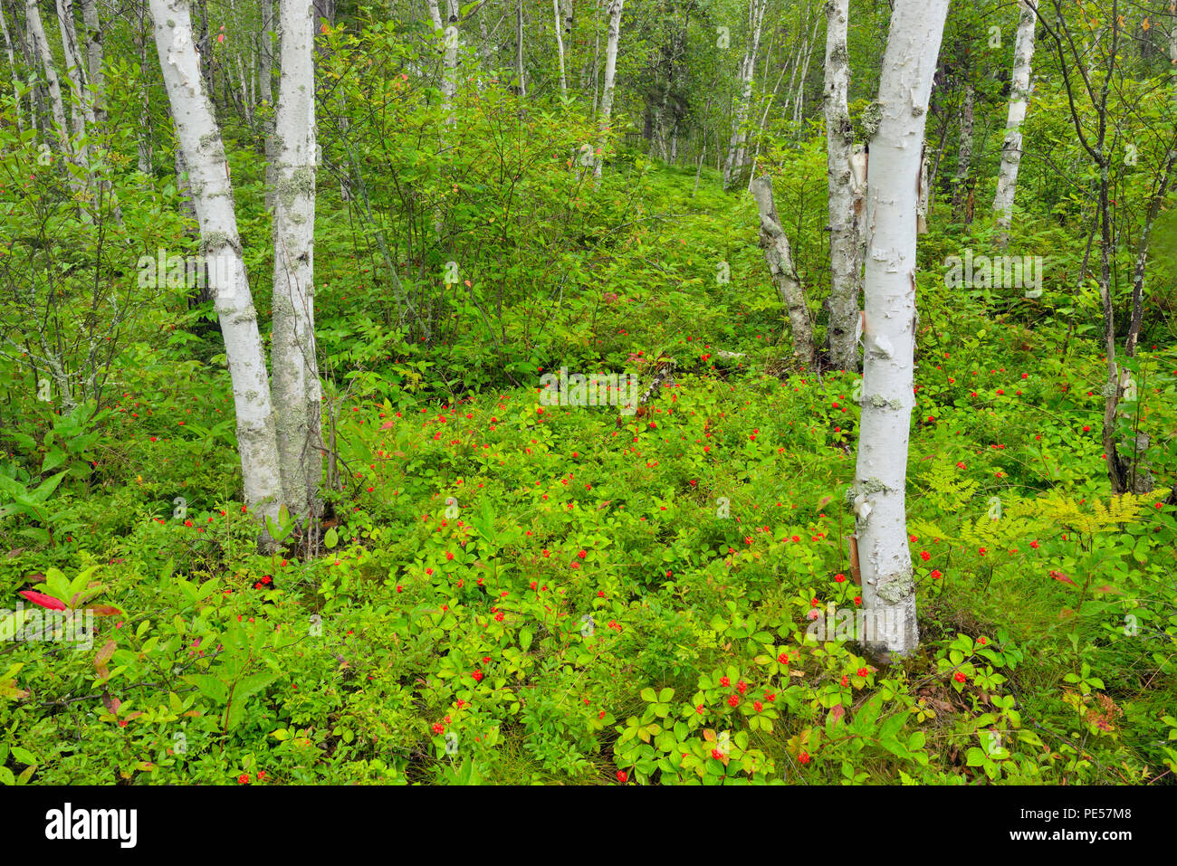 Bunchberry (Cornus Canadensis) Colony with fruit, red berries in a birch woodland, Greater Sudbury, Ontario, Canada Stock Photo
