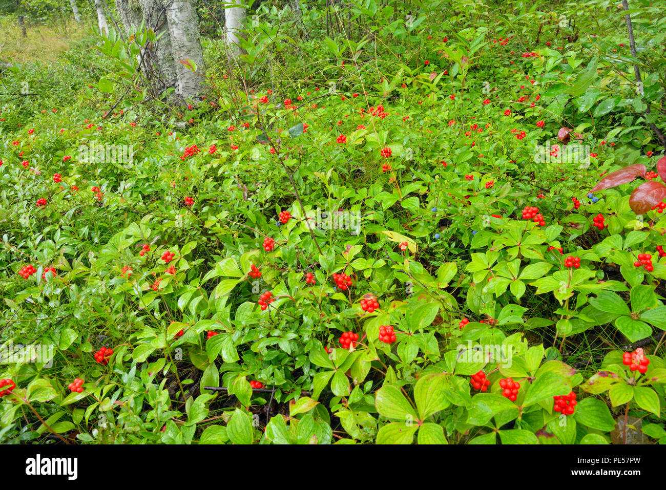Bunchberry (Cornus Canadensis) Colony with fruit, red berries in a birch woodland, Greater Sudbury, Ontario, Canada Stock Photo