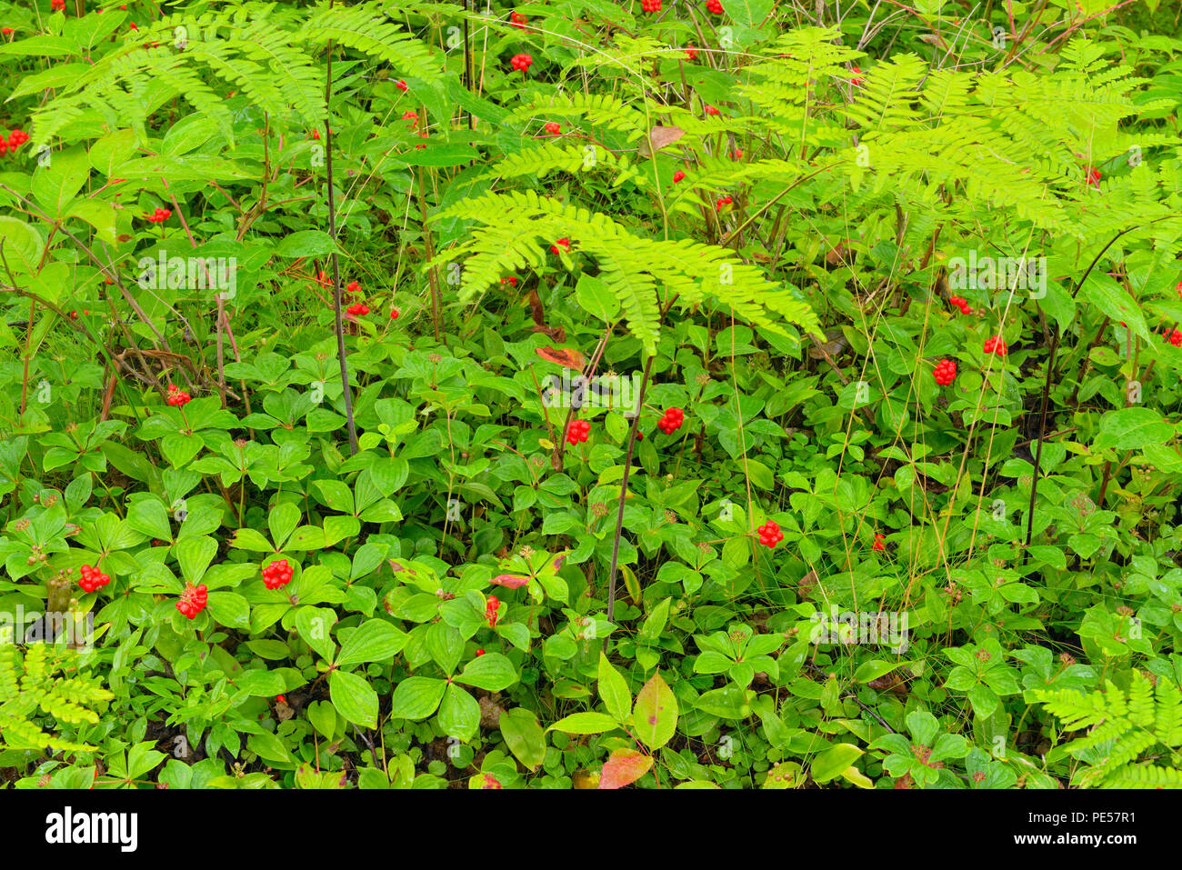 Bunchberry (Cornus Canadensis) Colony with fruit, red berries, Greater Sudbury, Ontario, Canada Stock Photo