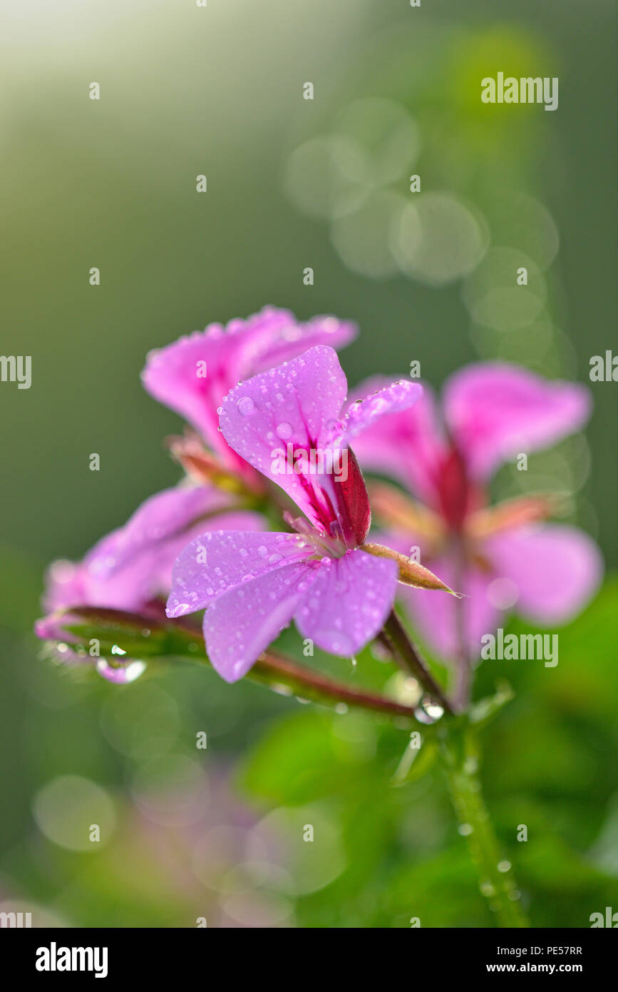 Garden geranium flowers with raindrops, Greater Sudbury, Ontario, Canada Stock Photo