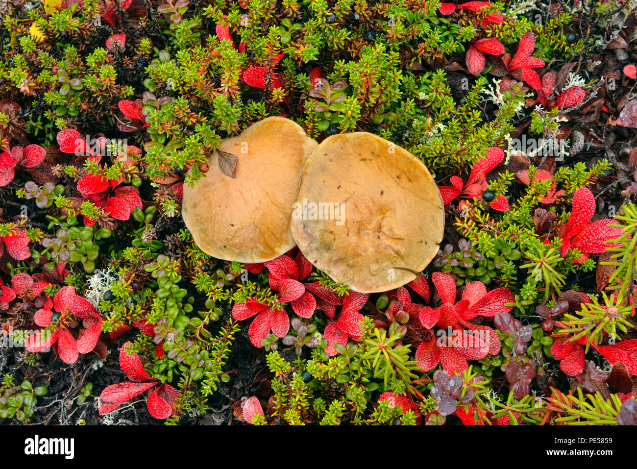 Barrenlands tundra plant community- Bearberry and mushroom cap, Ennadai Lake, Caribou Point, Nunavut Territory, Canada Stock Photo