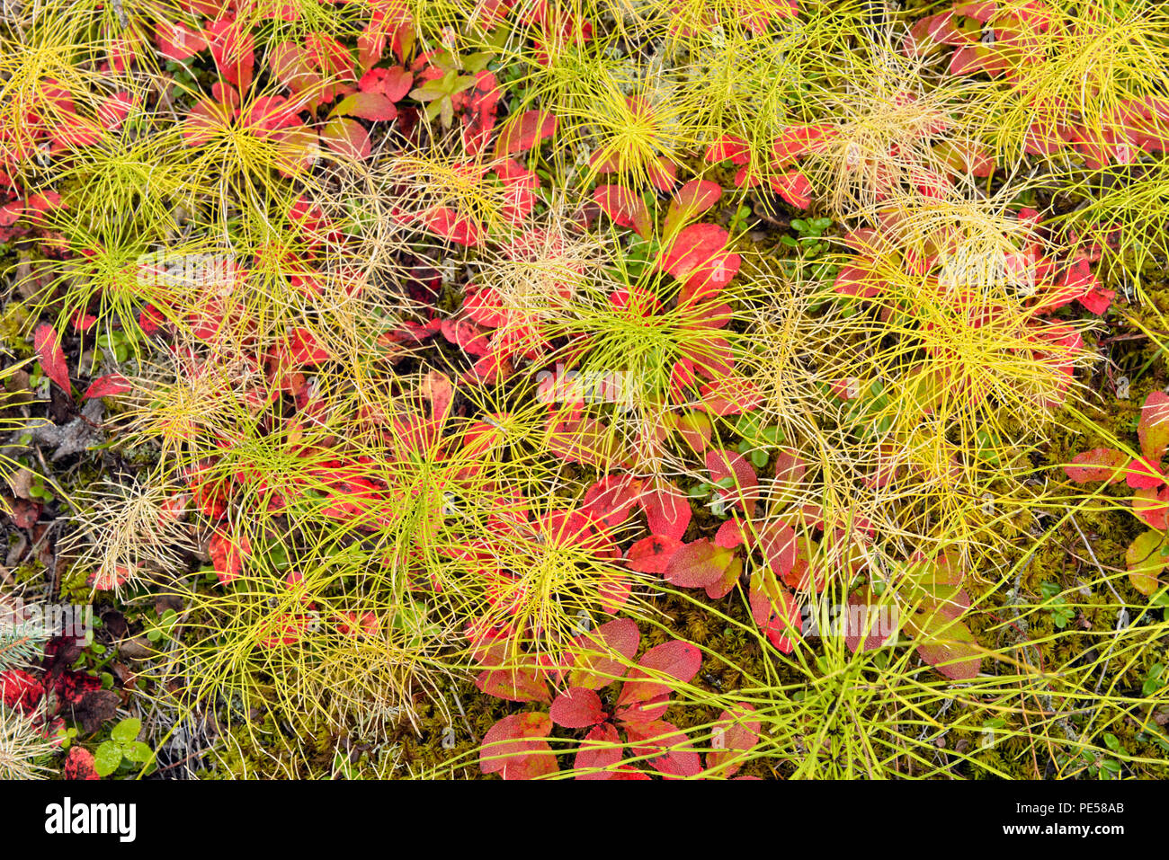 Autumn bearberry (Arctostaphylos uva ursi) on the forest floor with horsetails, Sambaa Deh Falls Territorial Park, Northwest Territories, Canada Stock Photo