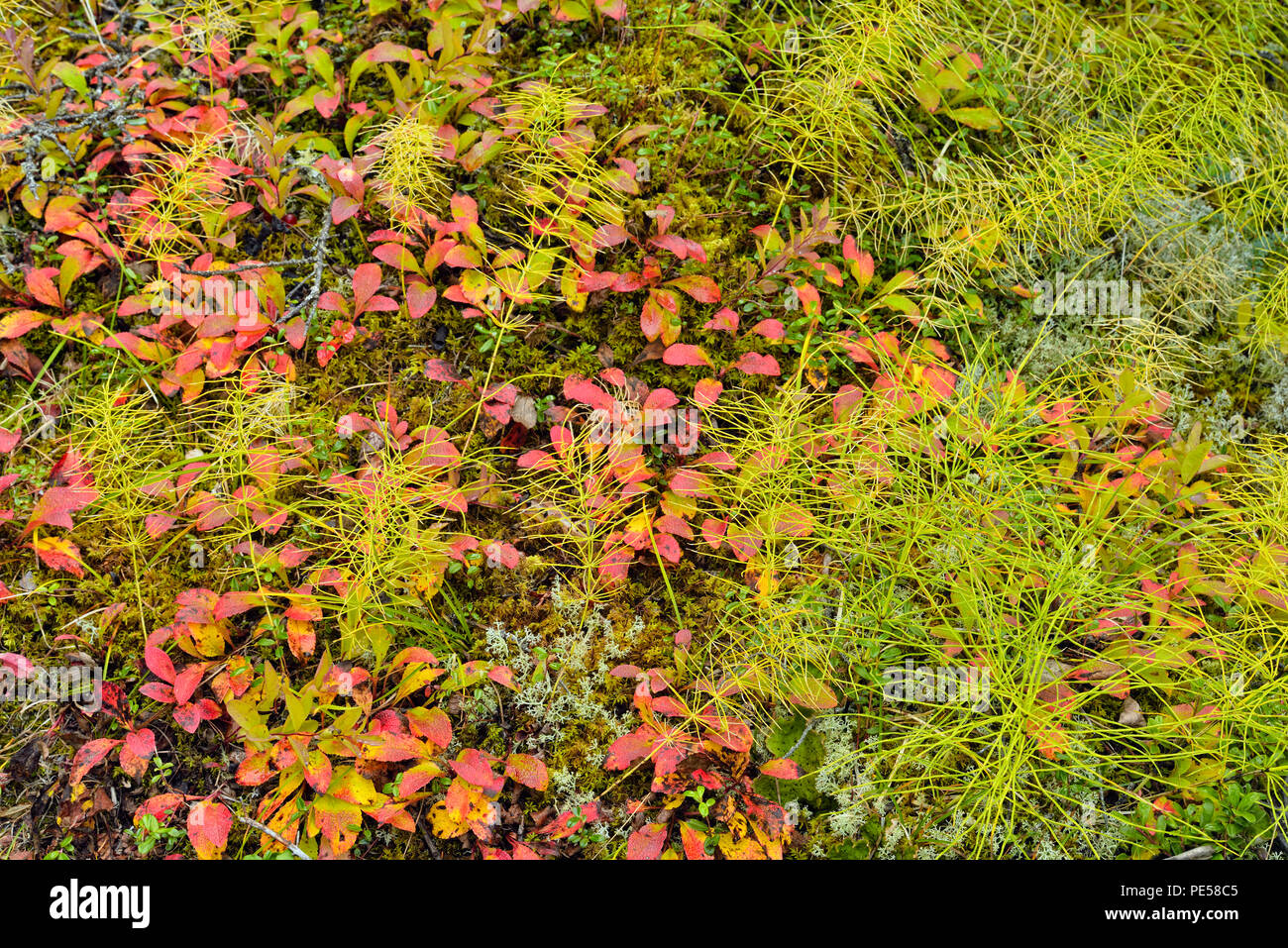 Autumn bearberry (Arctostaphylos uva ursi) on the forest floor with horsetails, Sambaa Deh Falls Territorial Park, Northwest Territories, Canada Stock Photo