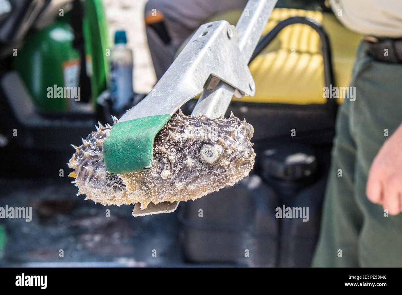 A dead puffer fish at Cape May Point State Park, New Jersey, USA Stock Photo