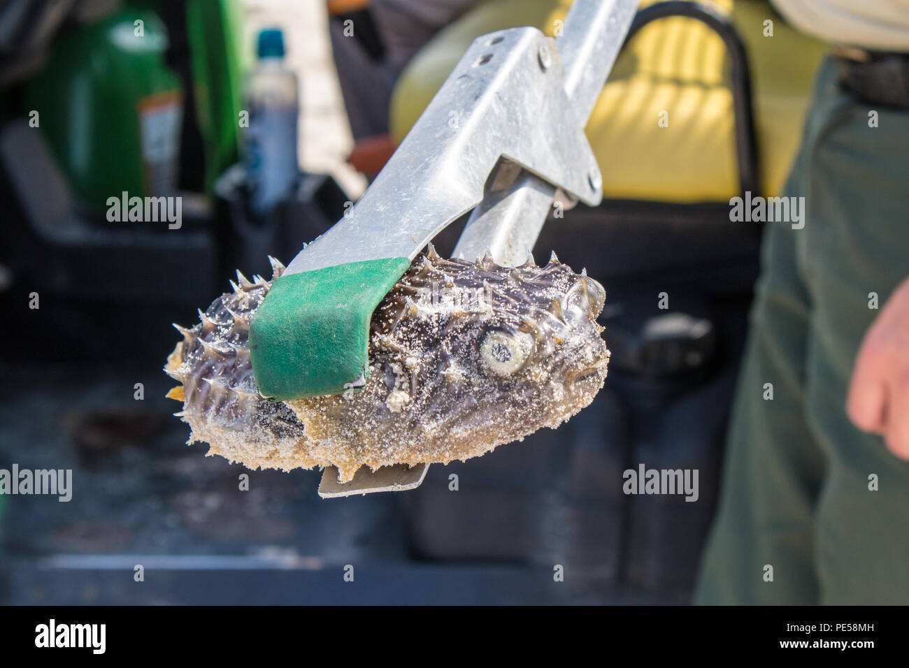 A dead puffer fish at Cape May Point State Park, New Jersey, USA Stock Photo