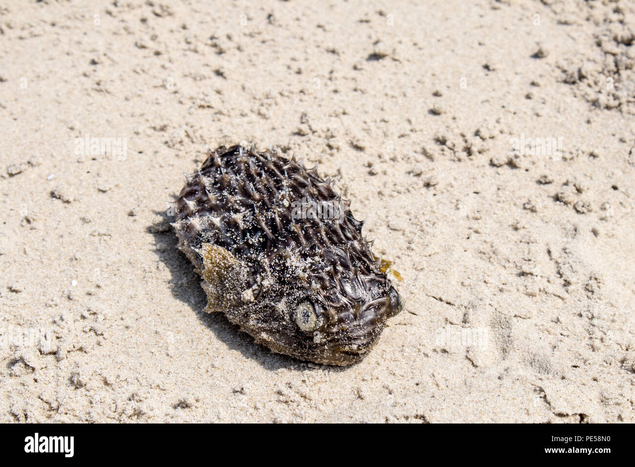 A dead puffer fish at Cape May Point State Park, New Jersey, USA Stock Photo