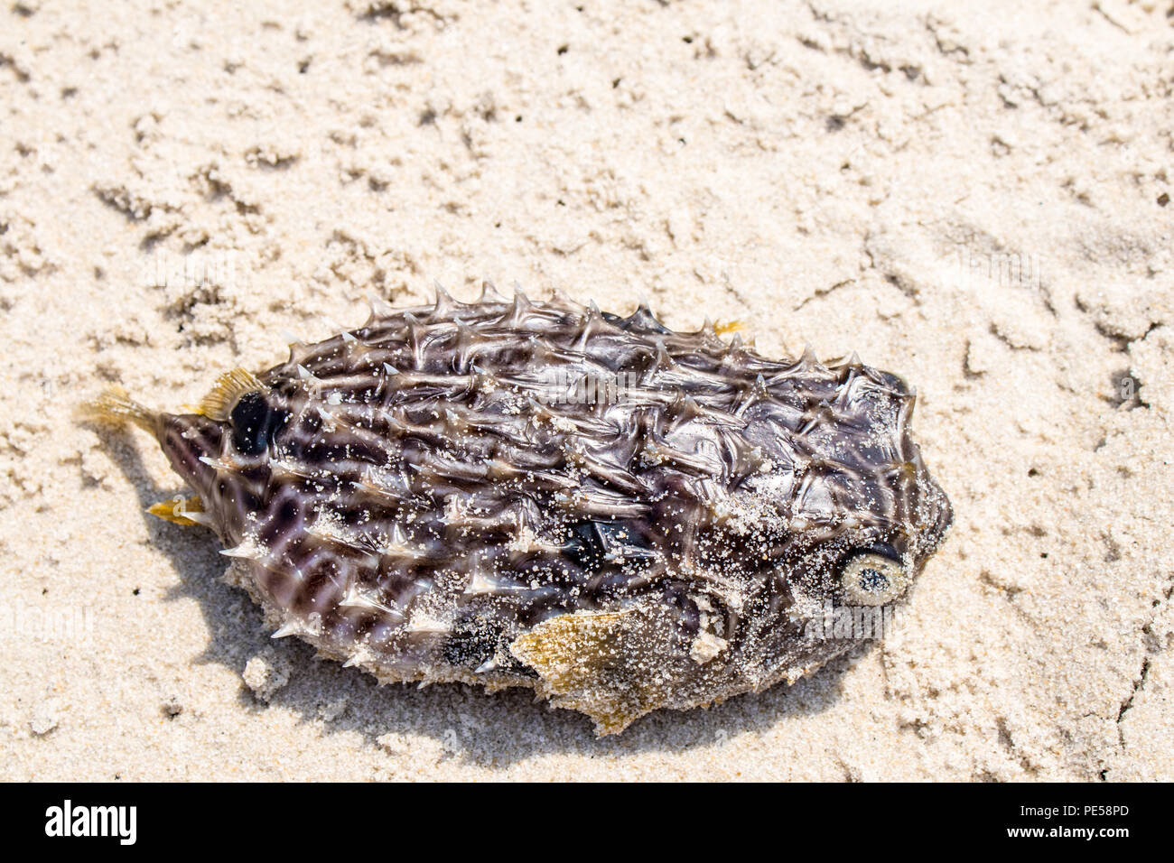 A dead puffer fish at Cape May Point State Park, New Jersey, USA Stock Photo