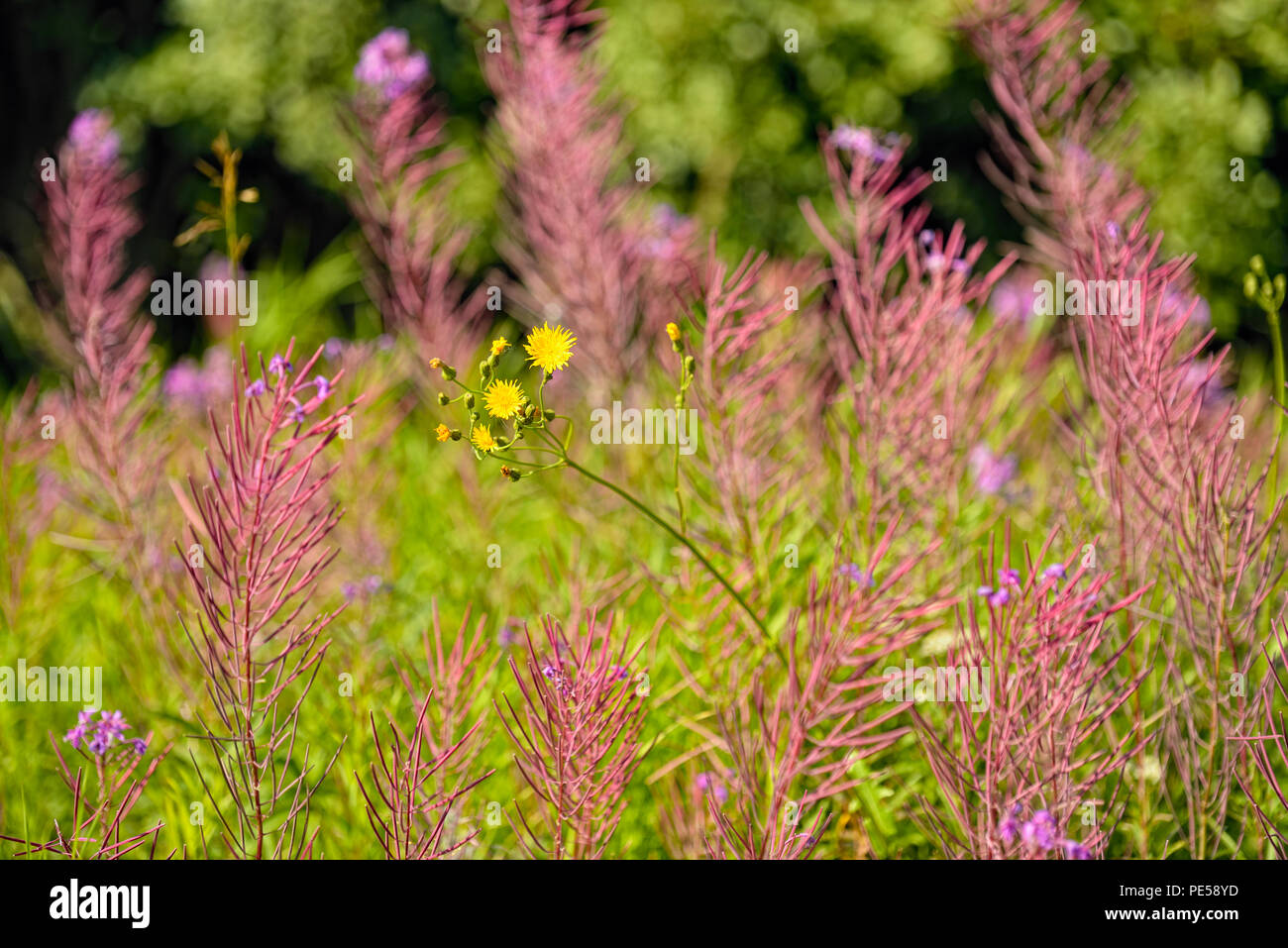 Summer wildflowers hi-res stock photography and images - Alamy