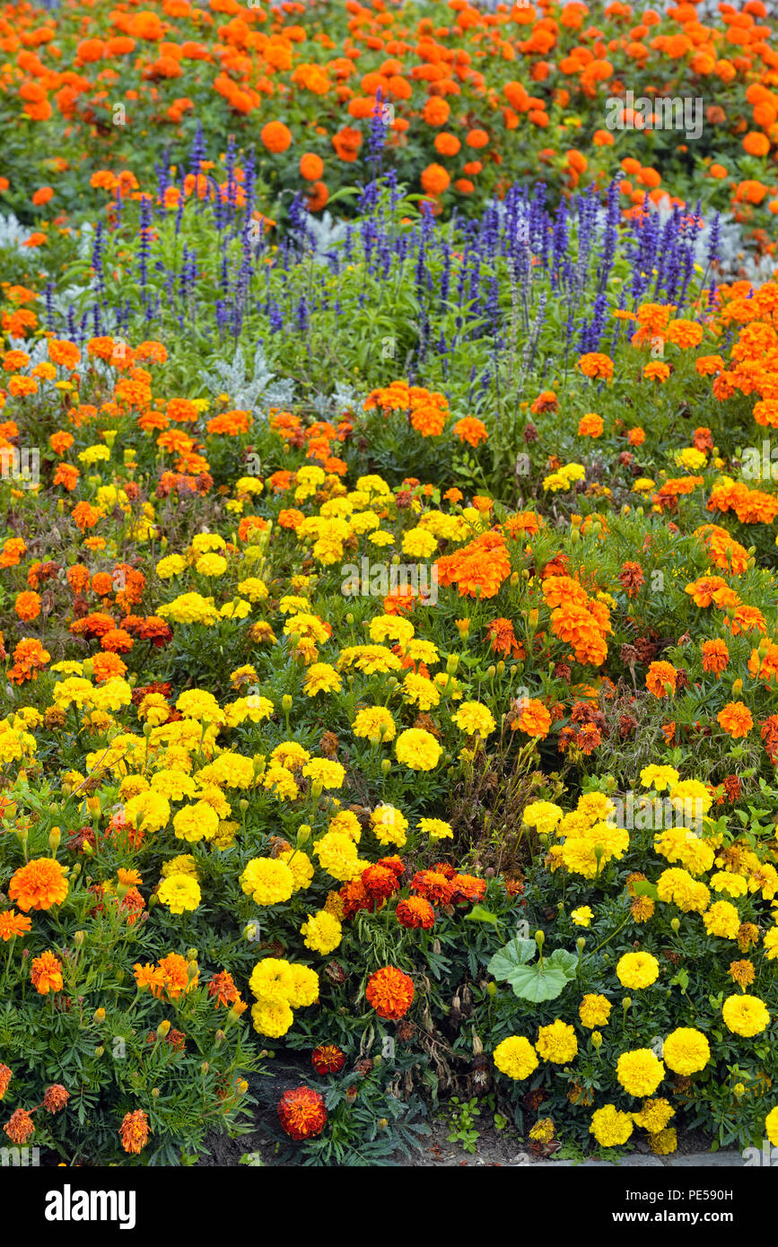 Floral display at the Quesnel Visitors Centre, Quesnel, British Columbia, Canada Stock Photo