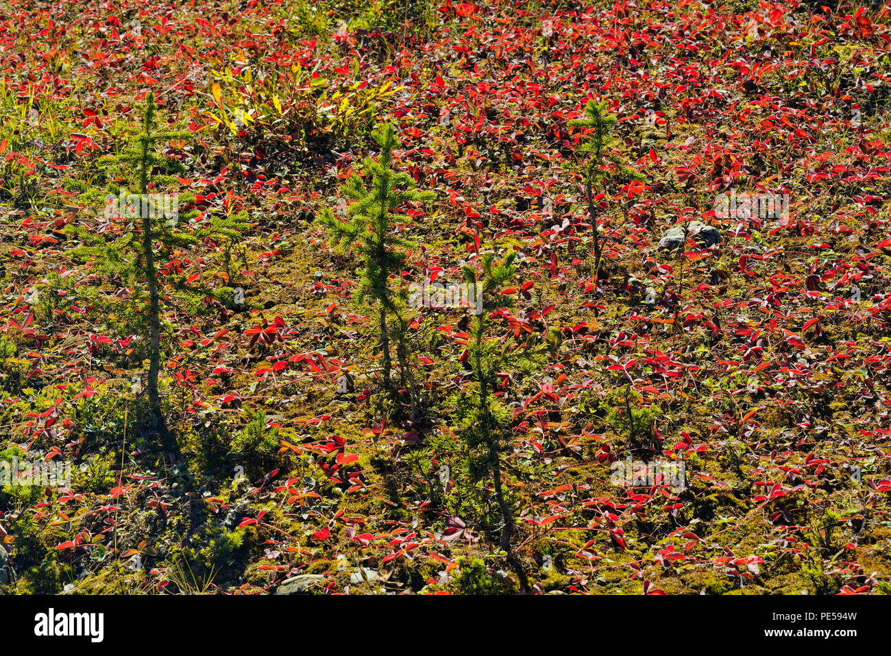 Wild strawberry (Fragaria vesca) colony in autumn strawberry, Spray Lake Provincial Park, Alberta, Canada Stock Photo