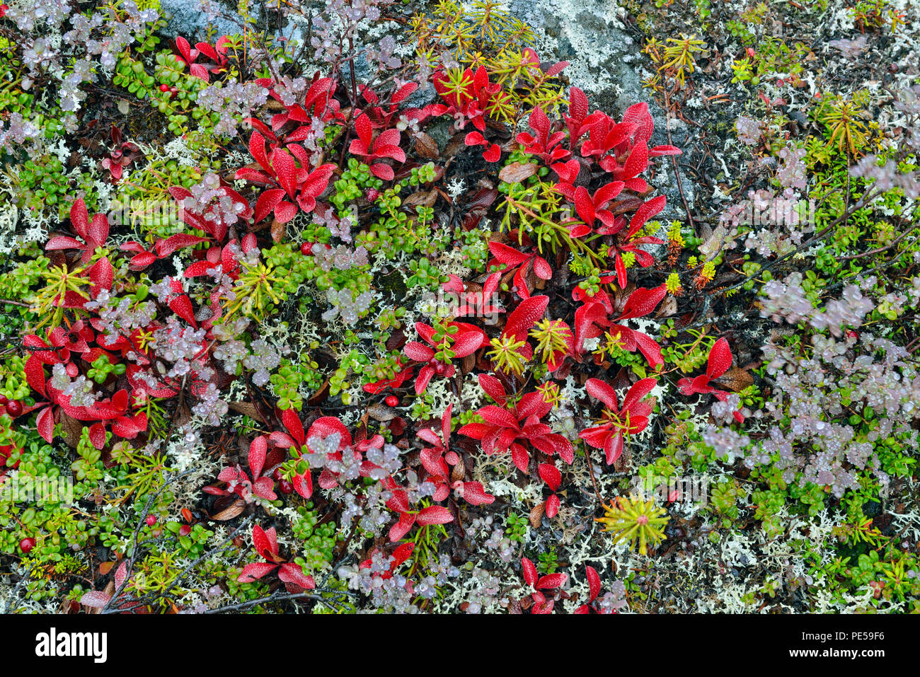 Bearberry (Arctostaphylos uva- ursi) Autumn foliage, Arctic Haven lodge, Nunavut Territory, Canada Stock Photo