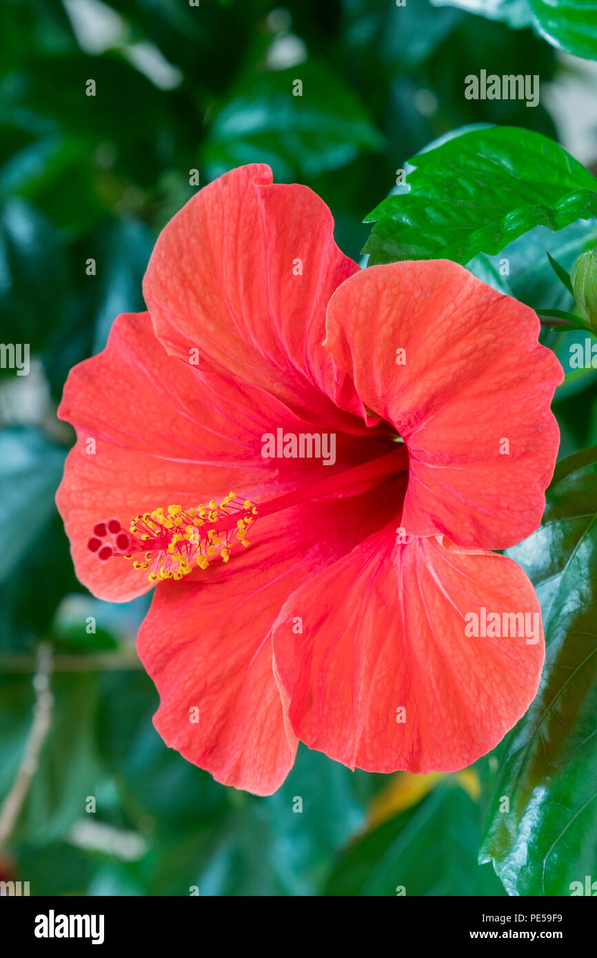 Red hibiscus flower closeup. Red hibiscus flower detail. Closeup of