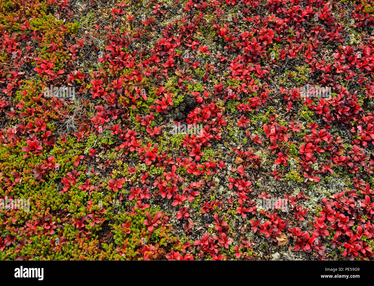 Bearberry (Arctostaphylos uva- ursi) Autumn foliage, Ennadai Lake, Nunavut Territory, Canada Stock Photo