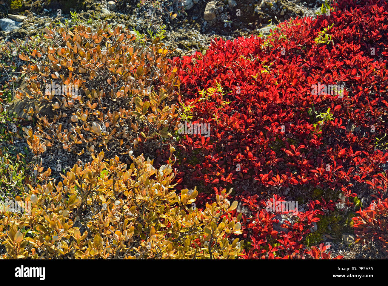 Bearberry (Arctostaphylos uva- ursi) Autumn foliage, Jasper National Park, Alberta, Canada Stock Photo