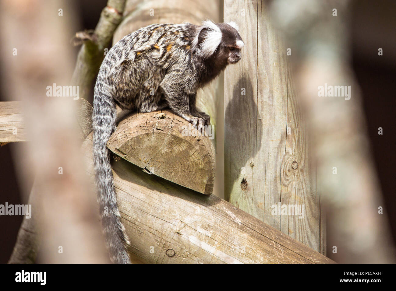 Common marmoset sat on wooden bar looking, tail hanging down Stock ...