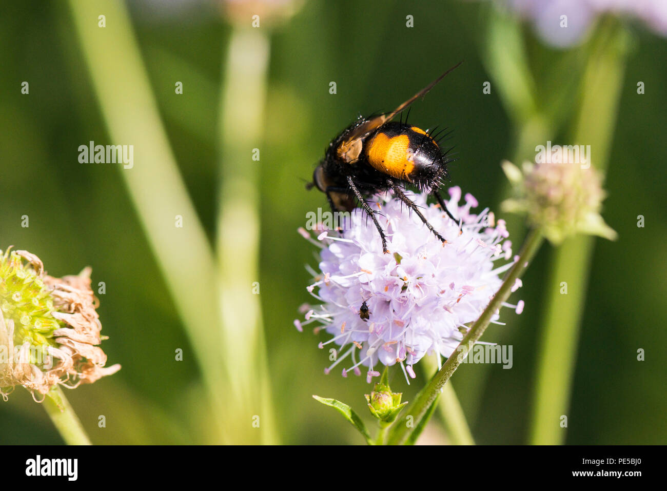 A Nowickia ferox fly on the flower head of a southern succisella (Succisella inflexa) Stock Photo