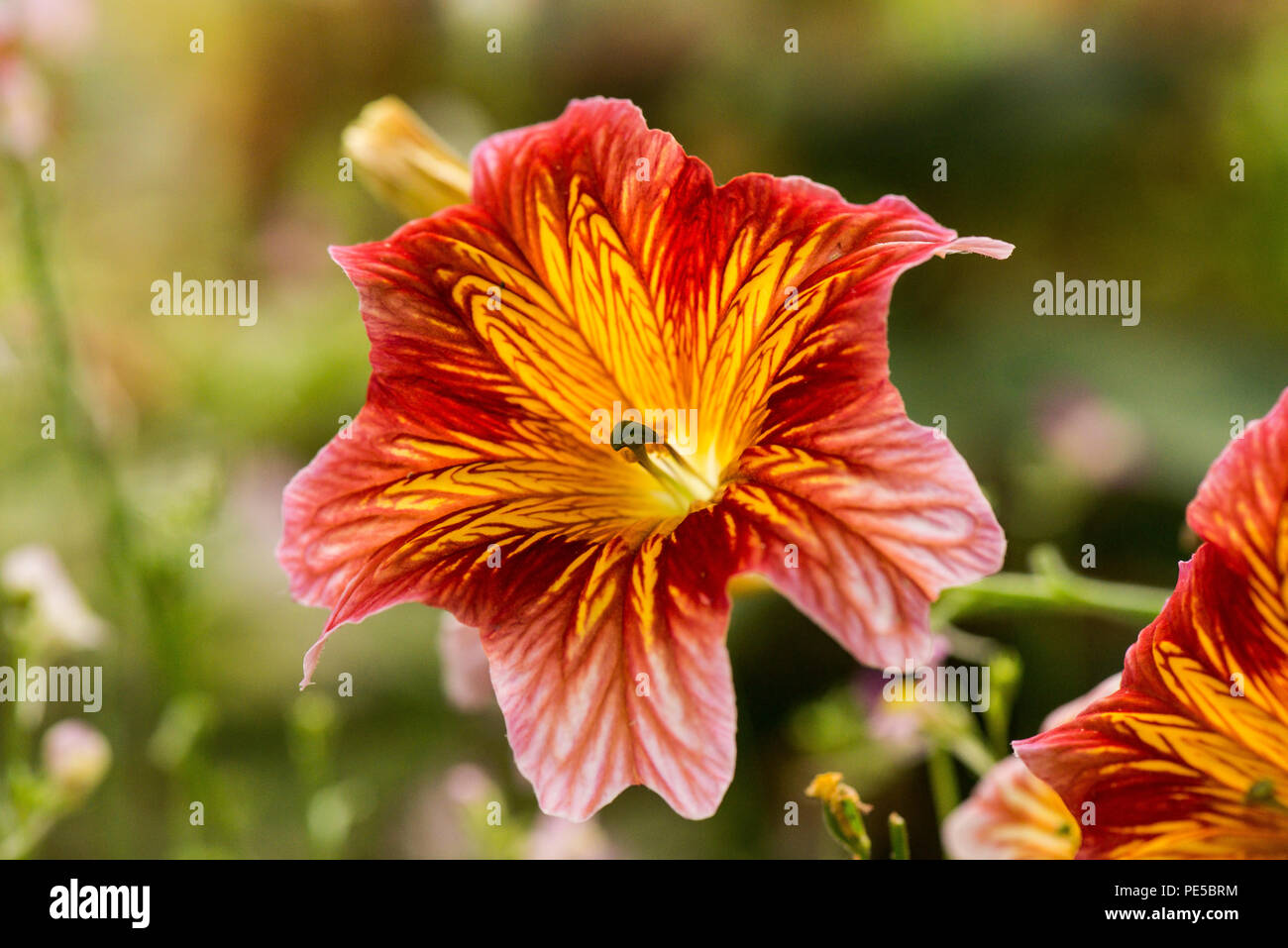 A close up of the flower of a painted tongue (Salpiglossis sinuata